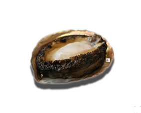 Bào Ngư Nhật Ăn Gỏi - Abalone Sashimi Tươi Ngon Chuẩn Vị | Thực phẩm nhập khẩu