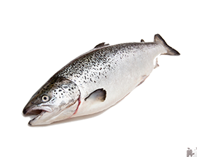 Cá hồi nguyên con- Fresh Whole Salmon