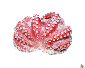 Bạch Tuộc Luộc Nhật Bản Tako Tươi Ngon Chuẩn Sashimi | Thực phẩm nhập khẩu